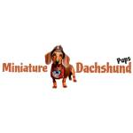 Miniature Dachshund Pups Profile Picture