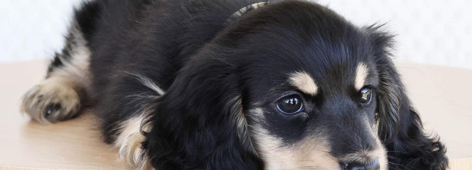 Miniature Dachshund Pups Cover Image