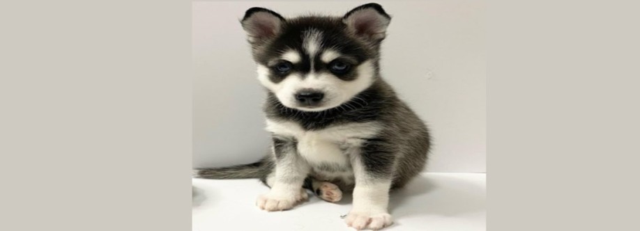 alaskankleekaibreeder Cover Image