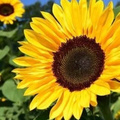 Sunflower Organic Carrier Oil Profile Picture