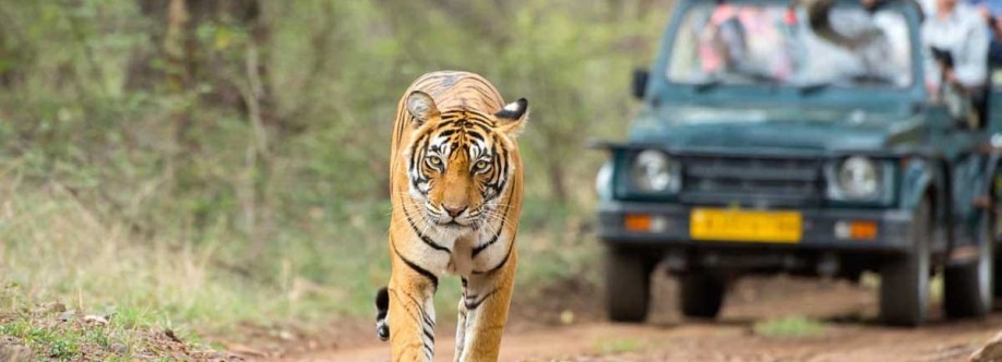 BigCat Jungle Safari Cover Image