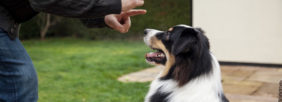dogs training dubai Cover Image