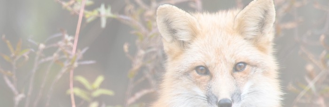 Sitting Fox Custom Muzzleloaders Cover Image