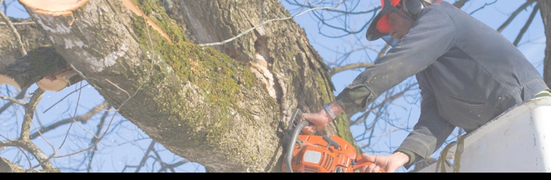 KD Tree Service Rochester NY Cover Image