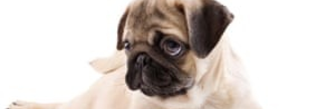 Gentle Pet Passages Cover Image